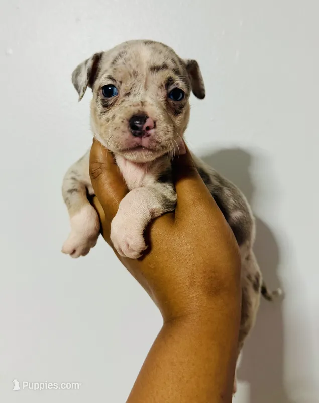 Pearl – American Bully puppy for sale in Jonesboro, GA