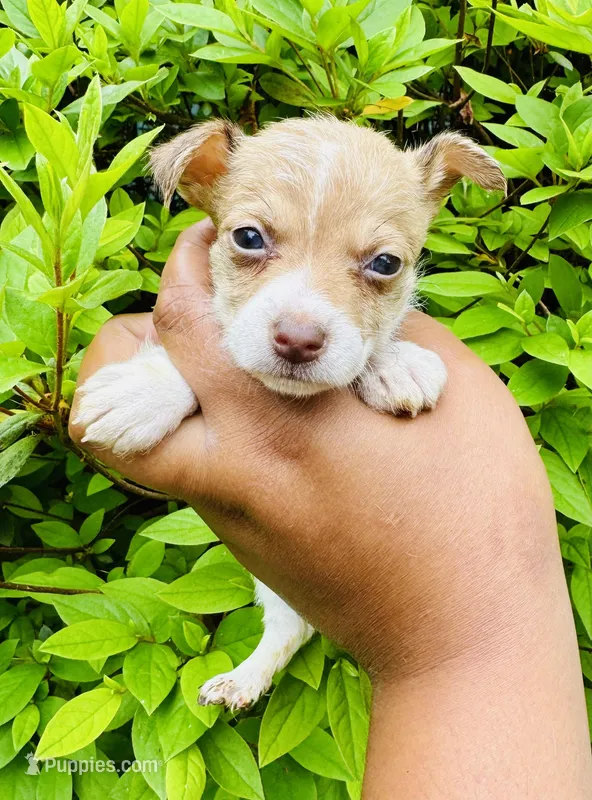 Angelica – Chihuahua, Poodle - Toy  puppy for sale in Jonesboro, GA
