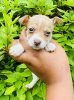 Angelica, a female Chihuahua and Poodle - Toy  for sale in Jonesboro, GA – 2 of 3
