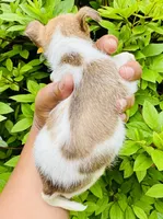 Angelica, a female Chihuahua and Poodle - Toy  for sale in Jonesboro, GA – 1 of 3