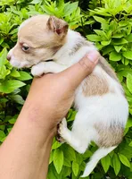 Angelica, a female Chihuahua and Poodle - Toy  for sale in Jonesboro, GA – 3 of 3