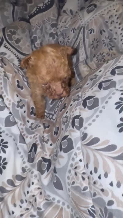 AKC TEACUP Angel, a female Poodle - Toy  for sale in Jonesboro, GA – 5 of 5