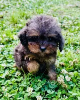 AKC Luffy, a male Poodle - Toy  for sale in Jonesboro, GA – 1 of 10