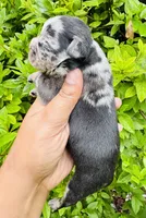 Princess Mindy , a female American Bully for sale in Jonesboro, GA – 3 of 3