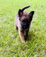 Raquel, a female German Shepherd Dog for sale in Jonesboro, GA – 3 of 9