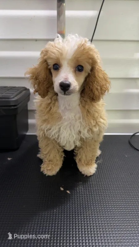 Lucy – Poodle - Toy  puppy for sale in Jonesboro, GA