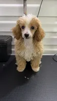 Lucy, a female Poodle - Toy  for sale in Jonesboro, GA – 1 of 2