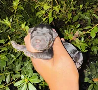 Texas, a male Yorkipoo for sale in Jonesboro, GA – 1 of 2