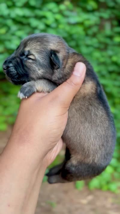 Baloo, a male German Shepherd Dog for sale in Jonesboro, GA – 3 of 3