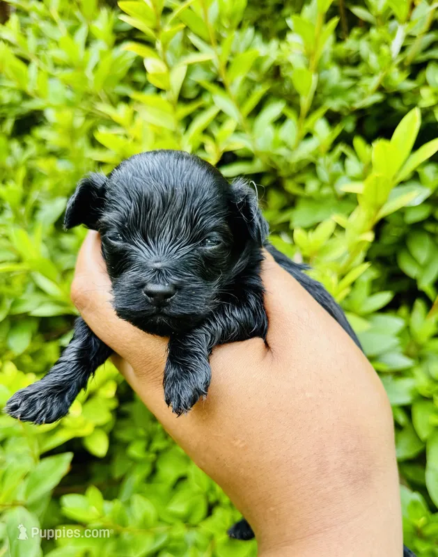 Solomon Grundy – Yorkipoo, Poodle - Toy  puppy for sale in Jonesboro, GA