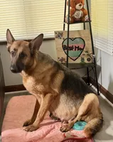 Raquel, a female German Shepherd Dog for sale in Jonesboro, GA – 8 of 9