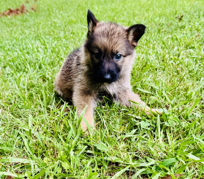 Raquel – German Shepherd Dog puppy for sale in Jonesboro, GA