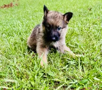Raquel, a female German Shepherd Dog for sale in Jonesboro, GA – 1 of 9