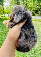 AKC Luffy, a male Poodle - Toy  for sale in Jonesboro, GA – 2 of 10
