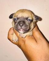 Exotic Snow White, a female American Bully for sale in Jonesboro, GA – Photo 3 of 6