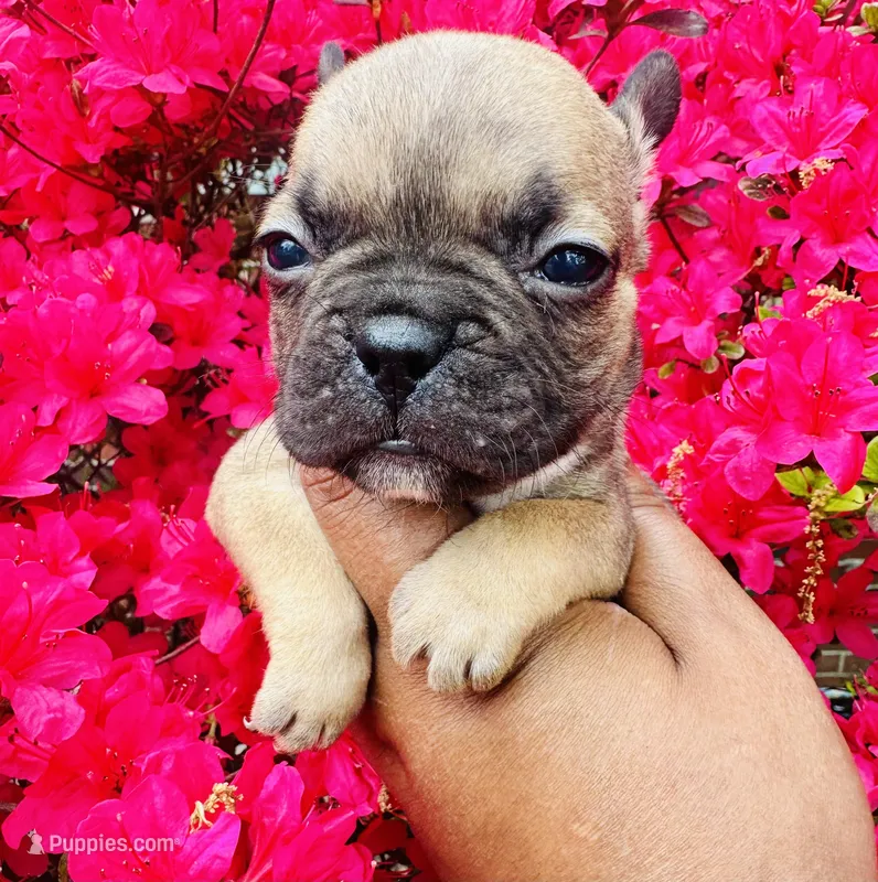 Exotic Snow White – American Bully puppy for sale in Jonesboro, GA