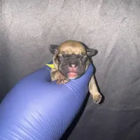 Exotic Snow White, a female American Bully for sale in Jonesboro, GA – Photo 5 of 6