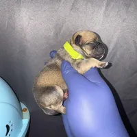 Exotic Snow White, a female American Bully for sale in Jonesboro, GA – Photo 6 of 6