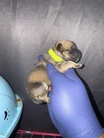 Pinocchio, a male American Bully for sale in Jonesboro, GA – Photo 2 of 2