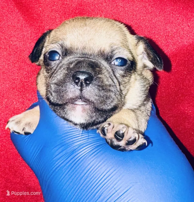 Pinocchio – American Bully puppy for sale in Jonesboro, GA