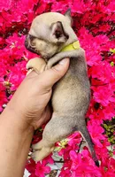 Exotic Snow White, a female American Bully for sale in Jonesboro, GA – Photo 2 of 6