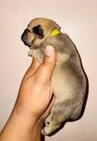 Exotic Snow White, a female American Bully for sale in Jonesboro, GA – Photo 4 of 6