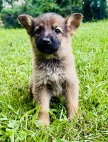 Raksha, a female German Shepherd Dog for sale in Jonesboro, GA – 1 of 7