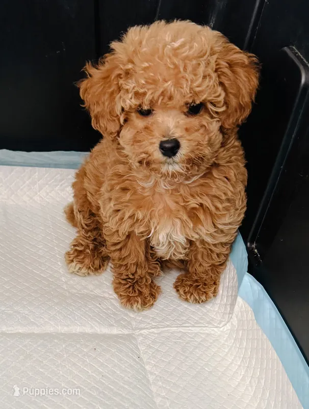 Grits – Poodle - Toy  puppy for sale in Jonesboro, GA