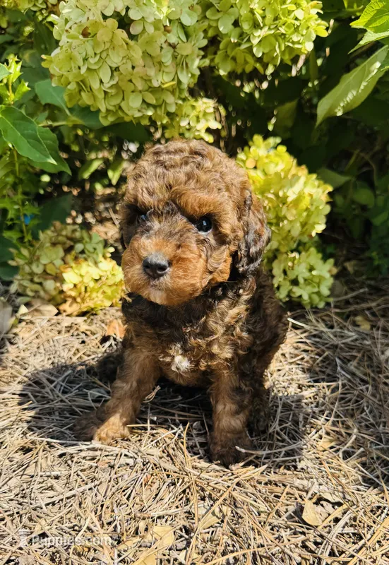 Cleveland  – Poodle - Toy  puppy for sale in Jonesboro, GA