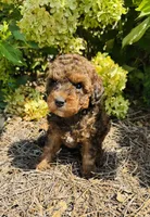 Cleveland , a male Poodle - Toy  for sale in Jonesboro, GA – 1 of 3