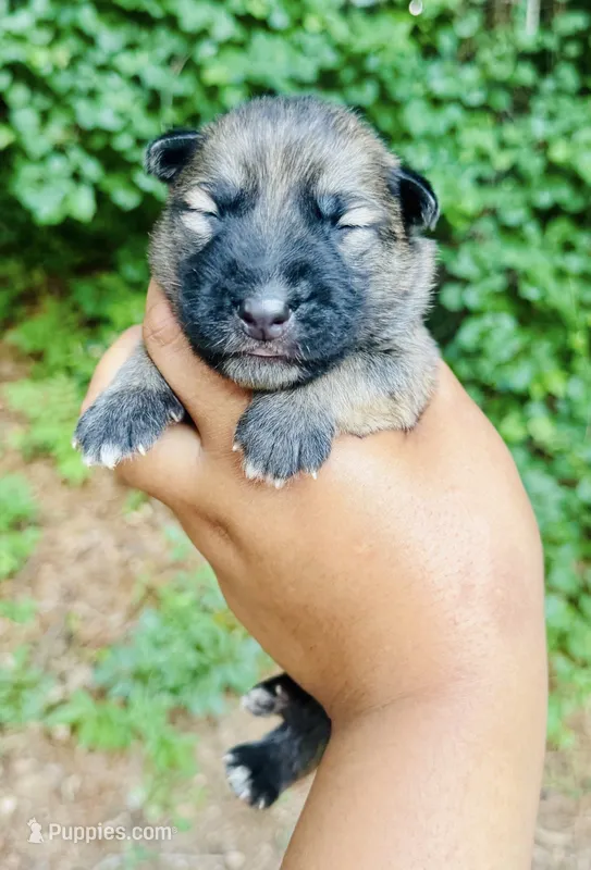 Kaa – German Shepherd Dog puppy for sale in Jonesboro, GA