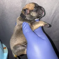 Exotic Rumple Stiltskin, a male American Bully for sale in Jonesboro, GA – Photo 10 of 10