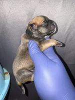 Rumple Stiltskin, a male American Bully for sale in Jonesboro, GA – Photo 2 of 2