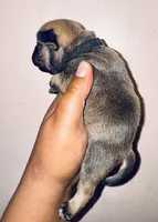 Exotic Rumple Stiltskin, a male American Bully for sale in Jonesboro, GA – Photo 7 of 10