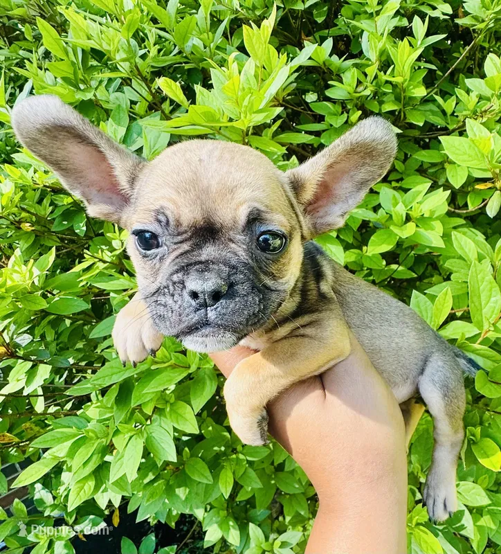 Exotic Rumple Stiltskin – French Bulldog, American Bully puppy for sale in Jonesboro, GA