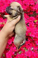 Exotic Rumple Stiltskin, a male American Bully for sale in Jonesboro, GA – Photo 2 of 10