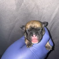 Exotic Rumple Stiltskin, a male American Bully for sale in Jonesboro, GA – Photo 9 of 10