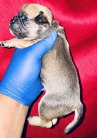 Exotic Rumple Stiltskin, a male American Bully for sale in Jonesboro, GA – Photo 4 of 10