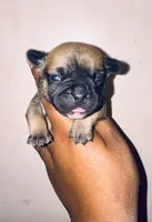 Exotic Rumple Stiltskin, a male American Bully for sale in Jonesboro, GA – Photo 6 of 10