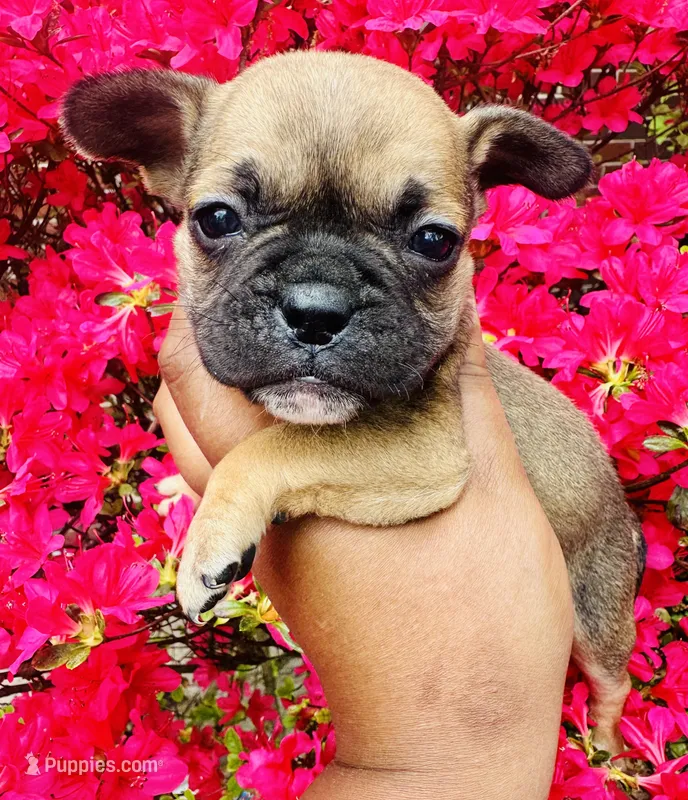 Exotic Rumple Stiltskin – American Bully puppy for sale in Jonesboro, GA