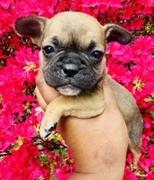 Exotic Rumple Stiltskin, a male American Bully for sale in Jonesboro, GA – Photo 1 of 10