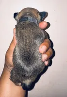 Exotic Rumple Stiltskin, a male American Bully for sale in Jonesboro, GA – Photo 8 of 10