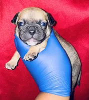 Exotic Rumple Stiltskin, a male American Bully for sale in Jonesboro, GA – Photo 3 of 10