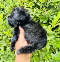 Star Girl , a female Yorkipoo and Poodle - Toy  for sale in Jonesboro, GA – 4 of 6