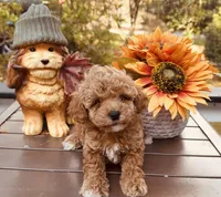 Grits, a male Poodle - Toy  for sale in Jonesboro, GA – 2 of 3