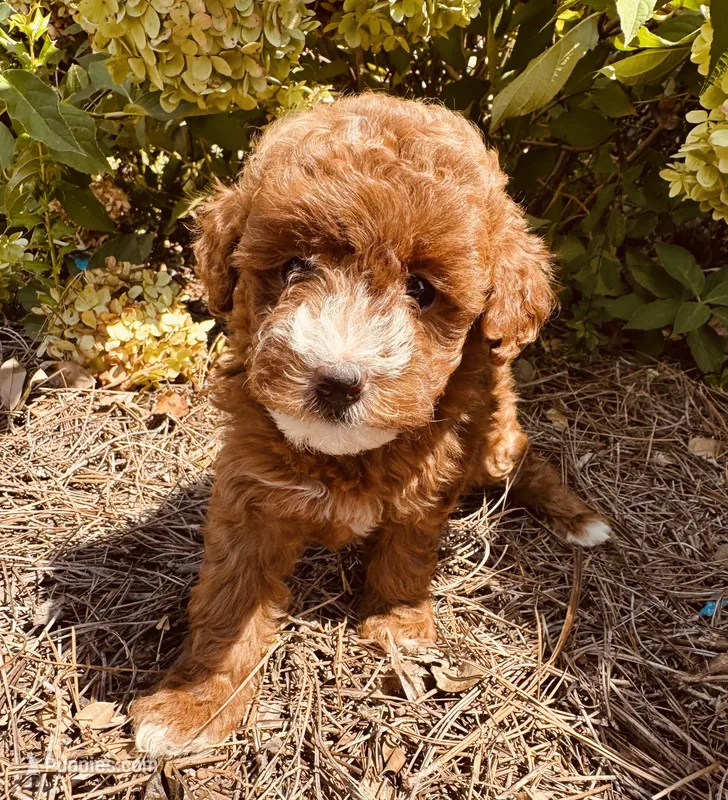 Shelby – Poodle - Toy  puppy for sale in Jonesboro, GA