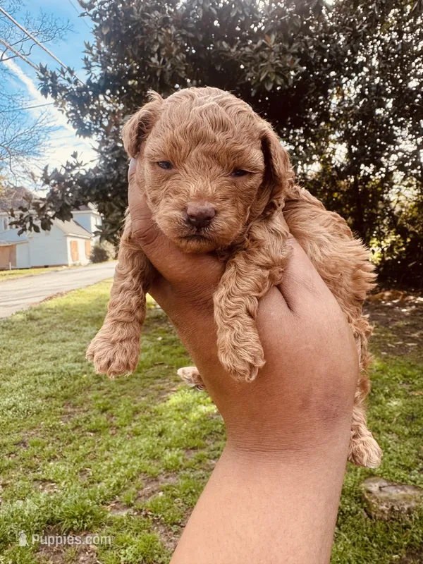 Reba – Poodle - Toy  puppy for sale in Jonesboro, GA