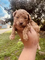 Reba, a female Poodle - Toy  for sale in Jonesboro, GA – Photo 5 of 8