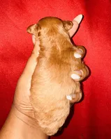 Reba, a female Poodle - Toy  for sale in Jonesboro, GA – Photo 2 of 2