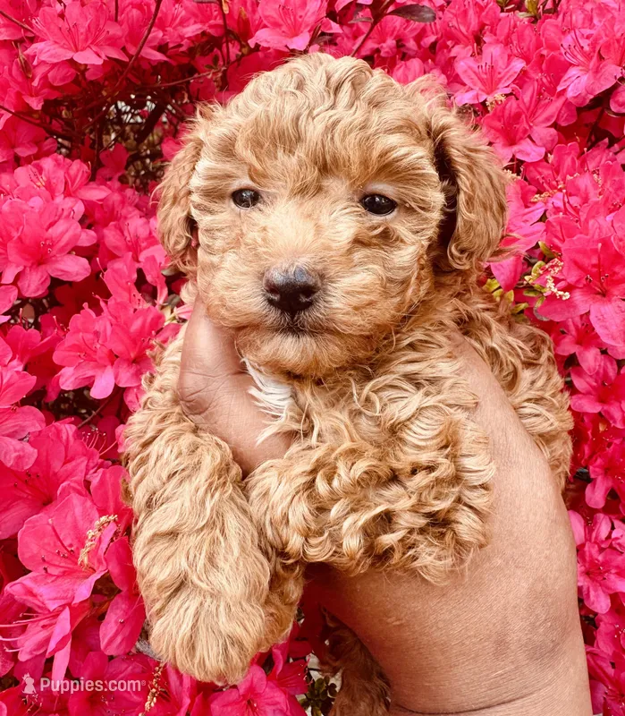 Reba – Poodle - Toy  puppy on hold in Jonesboro, GA